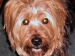 Woman who had Yorkshire Terrier seized will see police