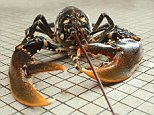 Google employees at Burning Man get 10lbs box of lobster