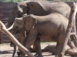 Baby elephant is laid out at zoo for rest of herd to mourn