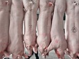 Facebook trolls target animal lovers about making pork