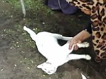 Mysterious white cat appears at Malaysian man's funeral