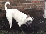 White dog gets dirty while digging in a mud pit in Florida