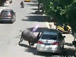 Escaped buffalo rams into pedestrians in China