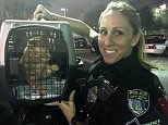 Florida kindhearted cop has rescued more than 60 cats