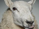 8-hour film about sheep called Baa Baa Land! 