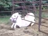 Donkey fed up with pen squeezed underneath to escape