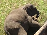 Adorable elephant slips and slides down a grassy mound