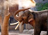 Melbourne Zoo elephant Bong Su dies at the age of 43