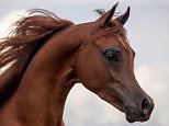 Arabian show horse described as 'horrific' by experts