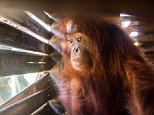 Baby orangutan gets first taste of freedom