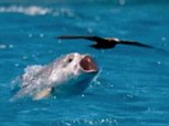 Giant trevally fish eats bird out of sky in Blue Planet II