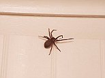 Huge huntsman pops up arachnophobic bathroom