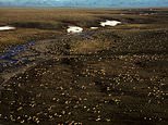 Arctic refuge drilling closer as Senate moves to open site