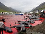 Gruesome pictures show slaughter of whales and dolphins