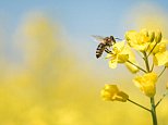 Gove backs ban on pesticides that are killing honeybees