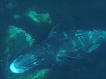 Bowhead whales rub themselves on large rocks to exfoliate