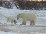 A polar bear makes friends with a sled dog