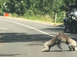 K.O.-ala! Two koalas stop traffic wrestling in Adelaide