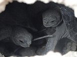 Galapagos tortoises born naturally first time in 100 years