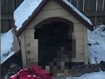 Dog is found frozen solid in Connecticut