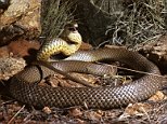 Tamworth man dies after being bitten by a snake