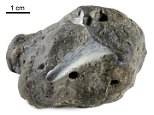 Ancient shark tooth found in prehistoric crocodile faeces