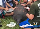 Crews rescue a manatee tangled in a life vest in Florida