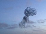 Mesmerising footage catches starlings in acrobatic flight