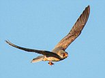 The Kremlin has trained FALCONS to intercept drones