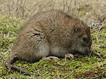 `Humans more likely than rats to have caused rapid…