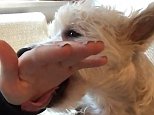 Westie tries and fails to master the art of licking