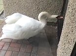 Lancaster student flips out at swan pecking on his window