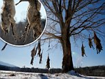 Coyote carcasses strung up from roadside tree in Virginia