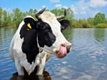 Cow escapes on way to abattoir now lives on island