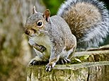 Grey squirrels driven out reds because they're smarter