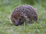More than half of Britons did not see a hedgehog last year amid population crisis