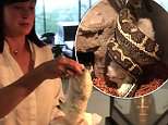 Lisa Oldfield feeds her pet snake a dead rabbit at Easter