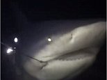 Boy, 16, catches monster bull shark in Sydney's south