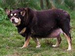 Is this Britain’s most obese dog? Six-stone collie dubbed ‘Hattie the Fattie’