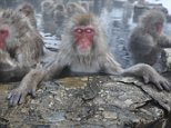 Even monkeys need a spa day Japan study finds