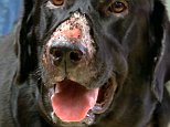 Deadly flesh-eating bug Alabama Rot continues to sweep Britain putting dog owners on high alert