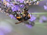 Asian hornet which poses threat to UK honey bee spotted in Lancashire