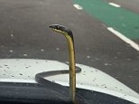 Real estate agent too terrified to leave her vehicle as a snake hitches a ride