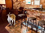 Kangaroos banned from visiting Perth's John Forrest Tavern