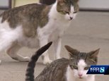 Iowa police in Jefferson are fatally shooting feral cats