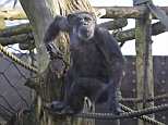 Chimpanzees 'keep their beds cleaner than humans'