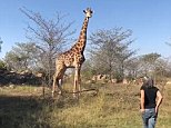 Grieving widow of the award-winning director killed by Gerald the Giraffe faces down the animal