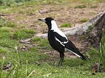 Magpies are colliding with planes in record numbers, report reveals