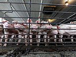 Cases against pork giant continue after big penalty…
