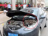 Police remove a giant python from a car engine after woman saw it slithering up her car in China